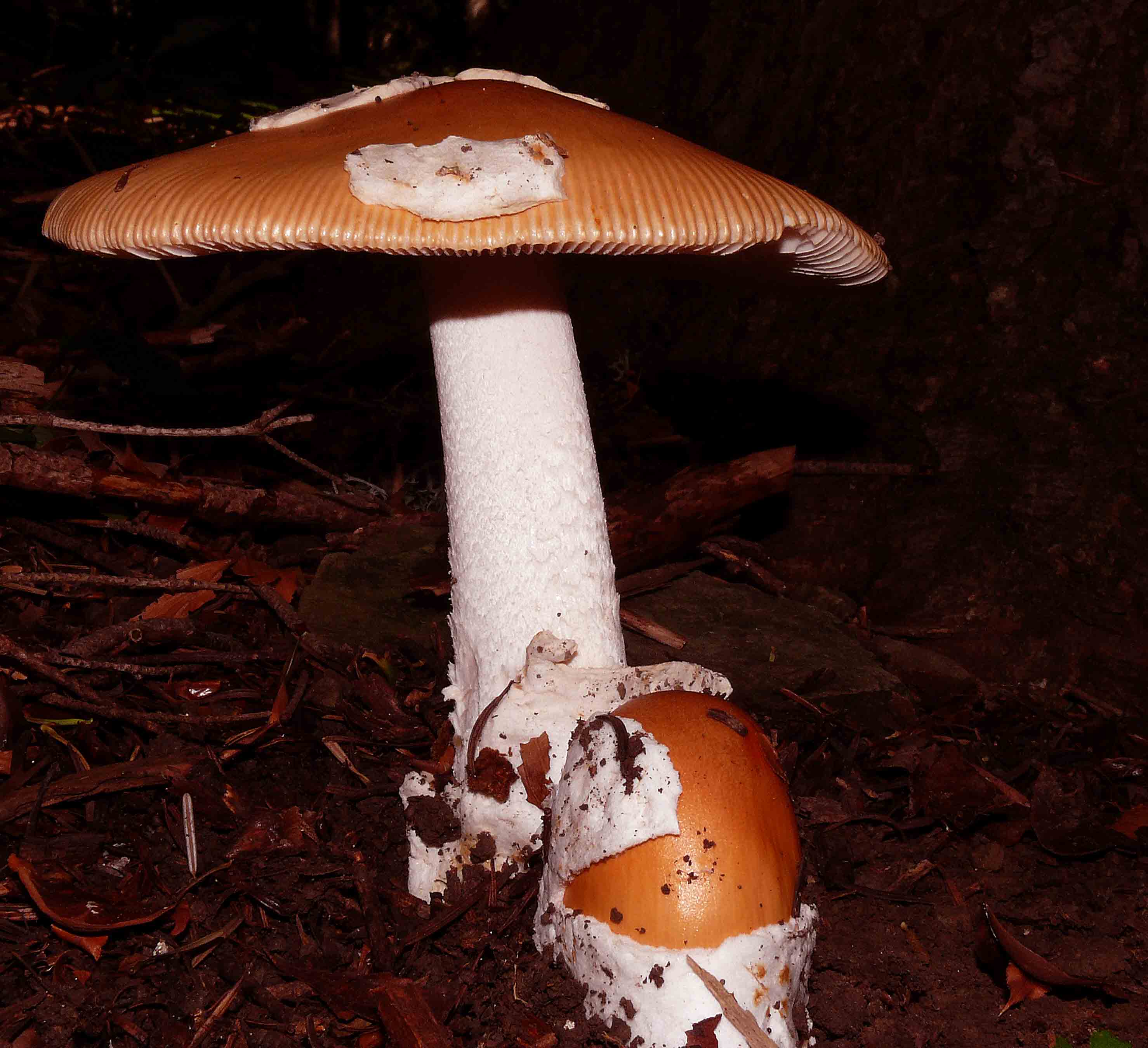 Amanita crocea mastodontica